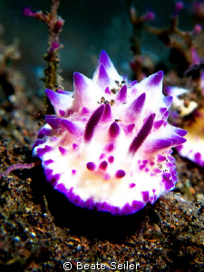 Beauty nudi, taken with Canon G10 and UCL165 by Beate Seiler 